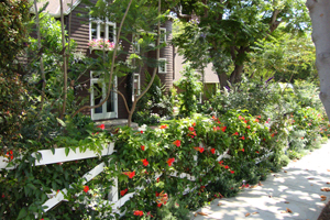 Professional Landscape Design